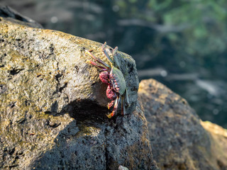 Closeup photo of ocean crab warming under sun rays on the cliff at shore