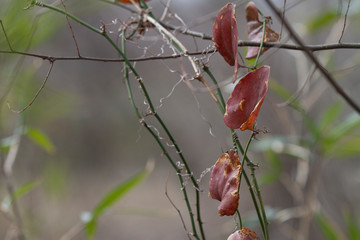 Greenbriar vines and leaves with thorns, smilax