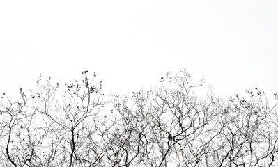 Trees in the season without leaves on a white background..