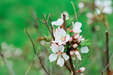flower of Nanking cherry. White flowers Prunus tomentosa on a bush Korean cherry. Flowers cherry tree blossomed. Honey and medicinal plants Ukraine. Flowering fruit trees. Macro, soft focus.