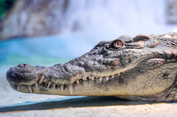 crocodile head with toothy mouth and green eye closeup