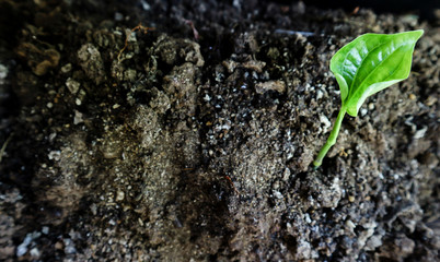 young plant in soil