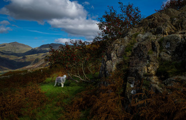 Eskdale with sheep