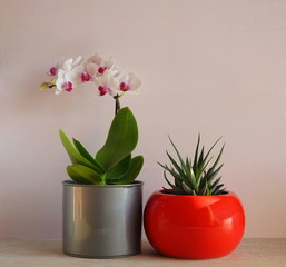 Home flowers  in red and gray pots on a light pink background. White orchid and succulent haworthia in bright pots. Green home plants.