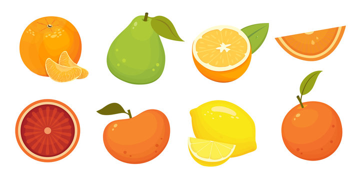 Fresh citrus fruits isolated vector illustration with tangerine, grapefruit, orange, pomelo. Vitamin C concept.
