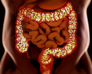 Gut bacteria , gut flora, microbiome. Bacteria inside the small intestine, concept, representation. 3D illustration.
