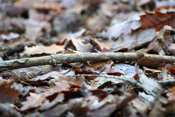 Branch on a forest ground in fall