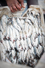 Sardines fish container, Essaouira, Morocco 