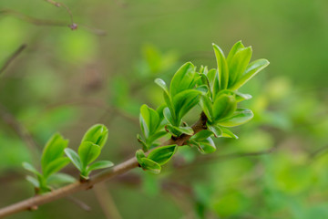 Branches with the first green spirea leaves in early spring. Plant development after frost. Springtime concept.