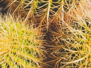 Macro toned photo of sharp needles and thorns on cactuses