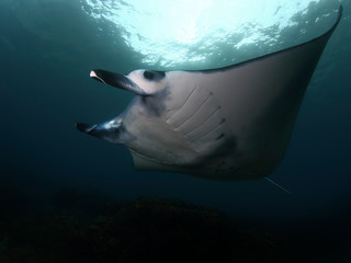 Manta ray swim into clear blue water