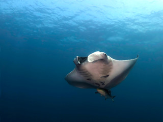 Manta ray swim into clear blue water