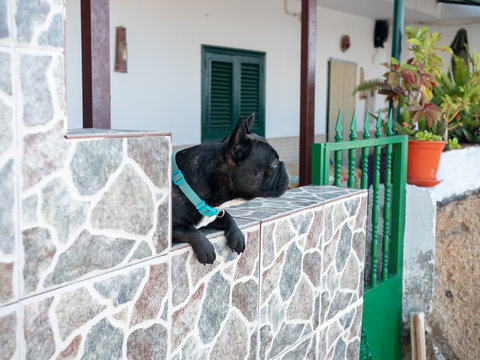 Funny image of french bulldog dog looking over the stone fence on the street