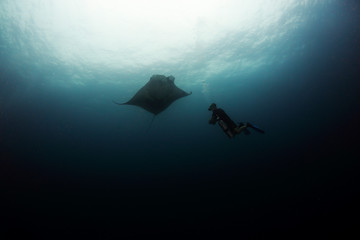 Manta ray swim into clear blue water