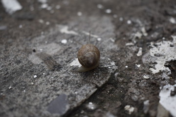 Patrones caracol