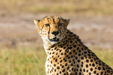 Cheetah looking