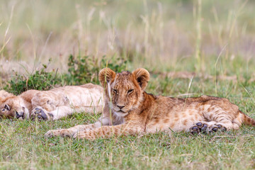 Sleepy Lion cubs lies and rests in the grass of the savanna