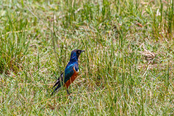 Superb starling a wild bird in Africa