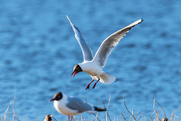Fototapeta premium Black-headed gull which to land