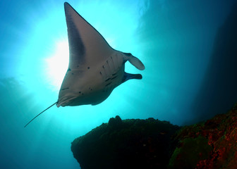 Manta ray swim into clear blue water