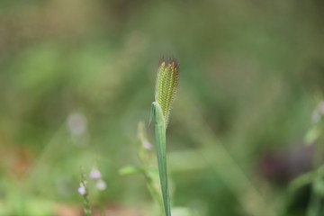 green grass with bokeh effect