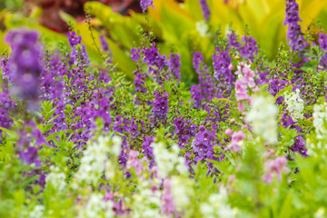 Blooming lavender flower field in the garden