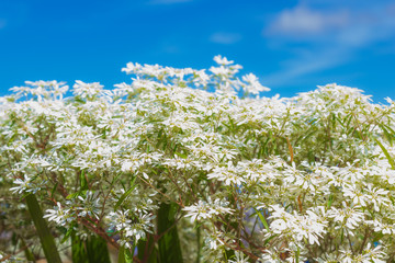 White Christmas bush (Euphorbia leucocephala) on blue sky background