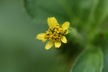 rice grain size yellow flower macro photo