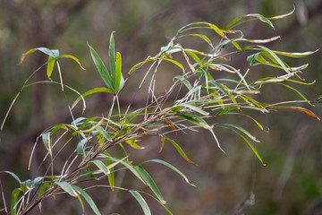 River Cane, Arundinaria gigantea, a species of bamboo, growing in eastern Oklahoma