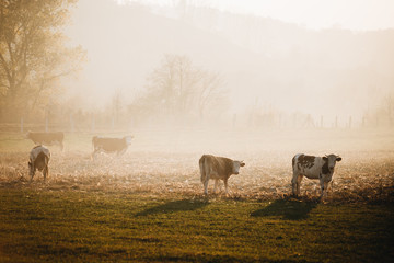 Livestock grazing during sunset in an idyllic valley, Bucovina,Romania.
