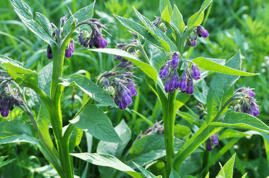 In the meadow, the comfrey (Symphytum officinale) is blooming