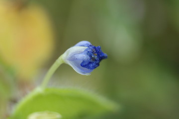 rice grain size blue flower macro photo