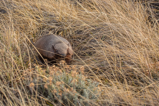 Piche Santa Cruz Patagonia
