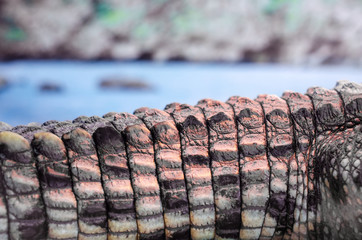 crocodile tail on the background of the river