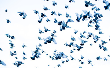 blurry birds in the sky.Pigeons flying in the sky.Blurred picture. Blurred image.