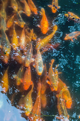 Colorful carp koi fish swimming in pond