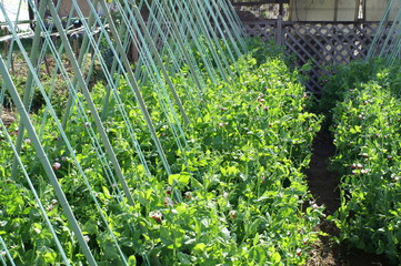 Peas bloom in my garden