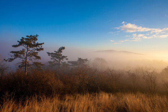 Sunset over misty forest in golden color and vivid blue sky. Matras mountain at Matrafured, Hungary