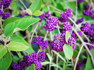 Close-up Small Bunch of Fresh Purple Fruits with Selective Focus