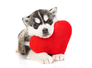 Husky puppy hugs a plush heart. Isolated on a white background