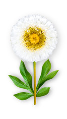 Fototapeta na wymiar Offbeat aster flower. Composition of a white aster with peony leaves. Art object on a white background.