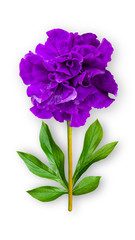 Naklejka na ściany i meble Offbeat petunia flower. Composition of purple petunia with peony leaves. Art object on a white background.