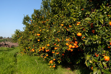 Fototapeta na wymiar Clementine plantation during the harvest period