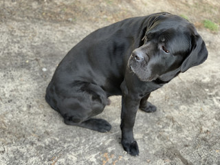 Black dog breed Cane Corso sits in the yard. The big dog is watching closely. The pet is waiting for the owner on the street.