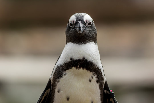 African Penguin (Spheniscus demersus) closeup with wing band