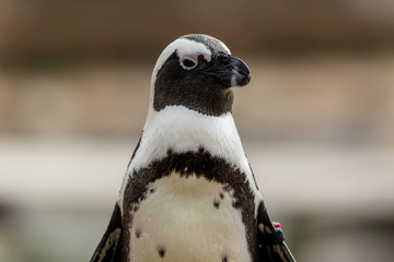 African Penguin (Spheniscus demersus) closeup head turned with wing band