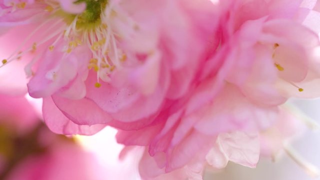 Pink sakura flowers close up
