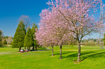 Beautiful golf place with gorgeous green and blossom cherry tree