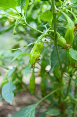 Obraz premium Growing peppers in the field