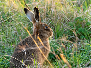 European hare (Lepus europaeus) or brown hare